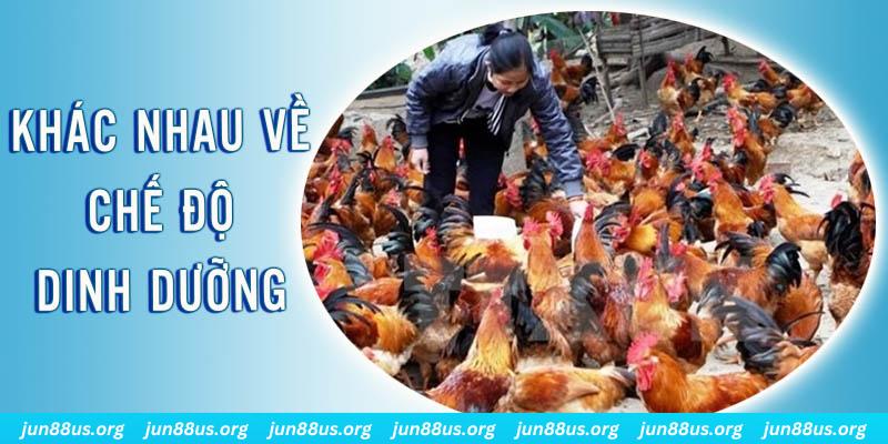 ku11net xổ số thứ sáu hàng tuần